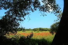 Parco naturale regionale Bosco e Paludi di Rauccio
