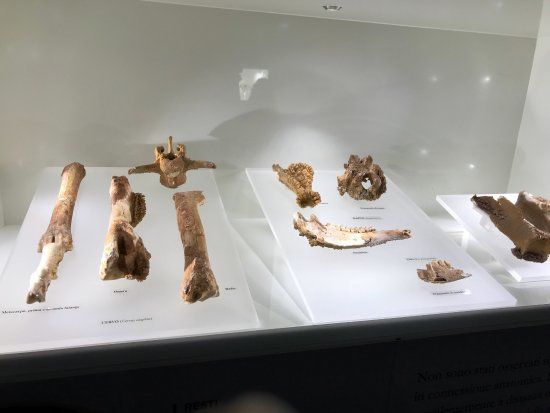 Museo Civico di Altamura