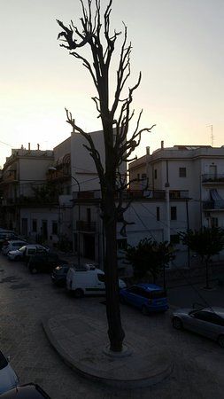 Cipresso di San Francesco