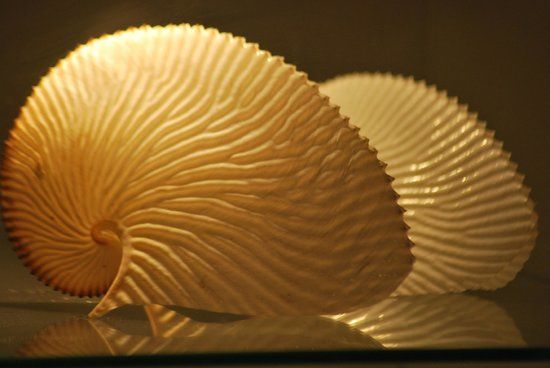 Museo della Conchiglia e del Corallo