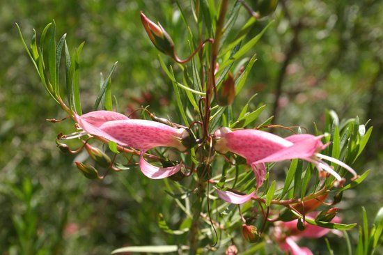 Giardino Botanico Lama degli Ulivi